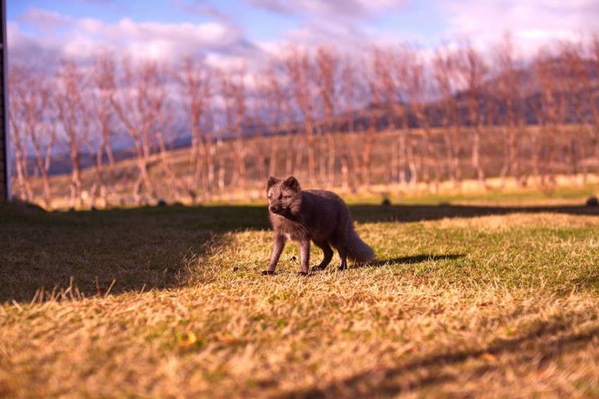 brown animal on lawn grass