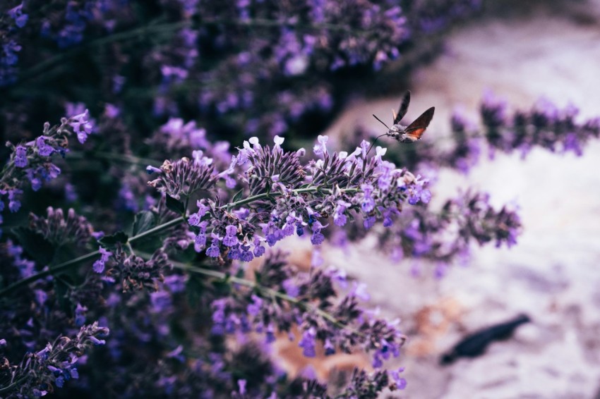 butterfly on purple flower