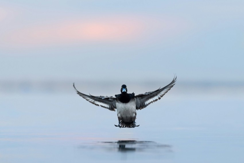 black and white bird flying over the sea during daytime L5ZhXVKZ