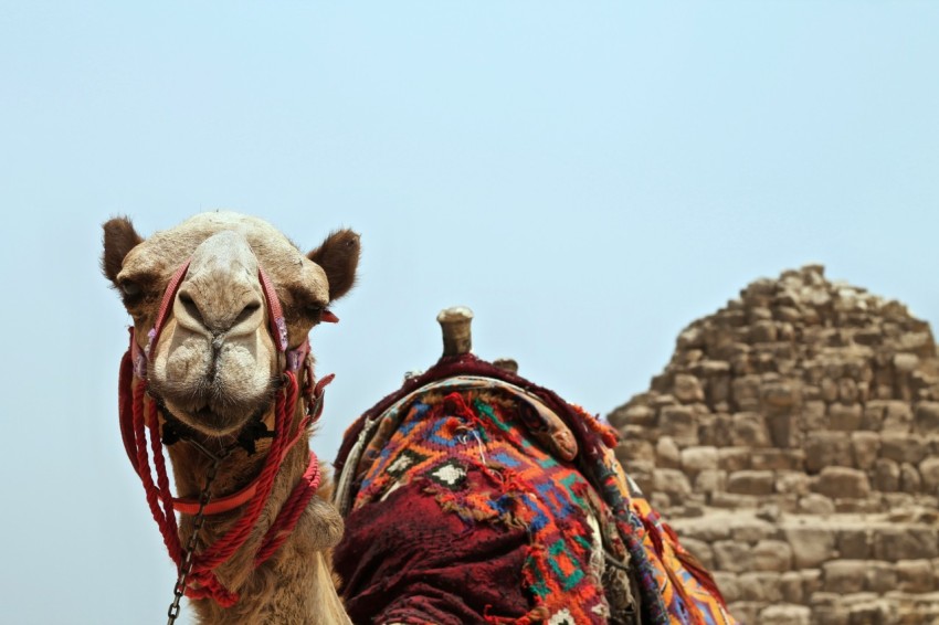 camel along large brown rock