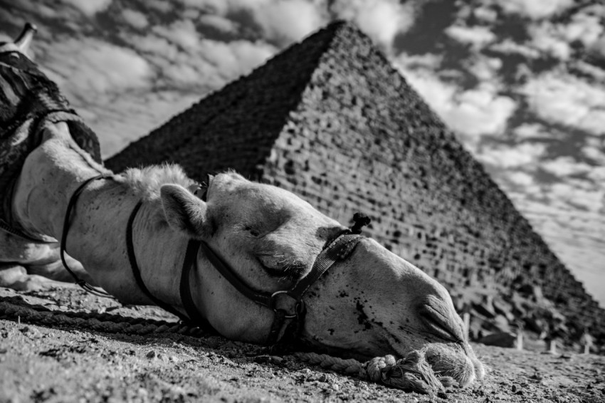 a camel laying on the ground next to a pyramid