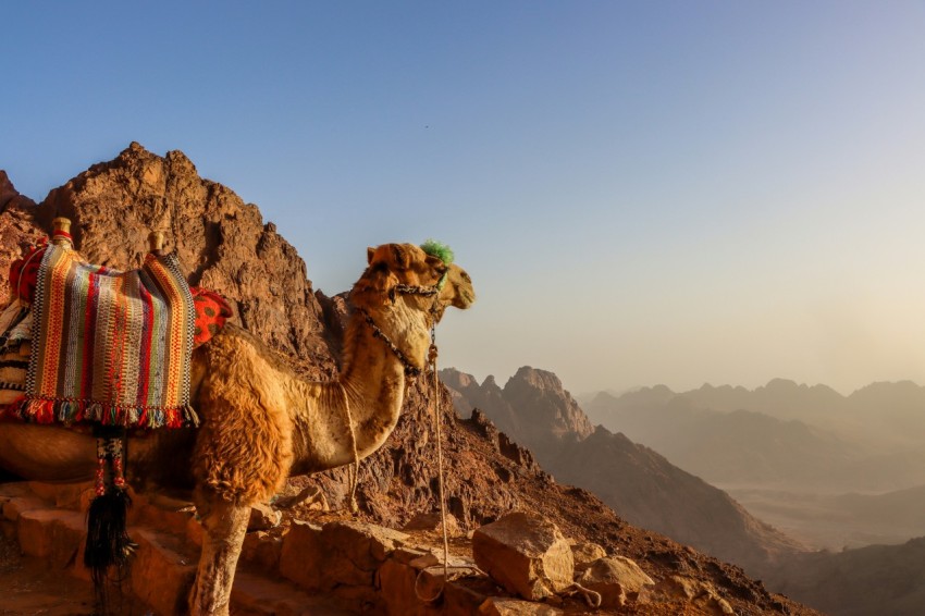 brown camel on brown rock formation during daytime