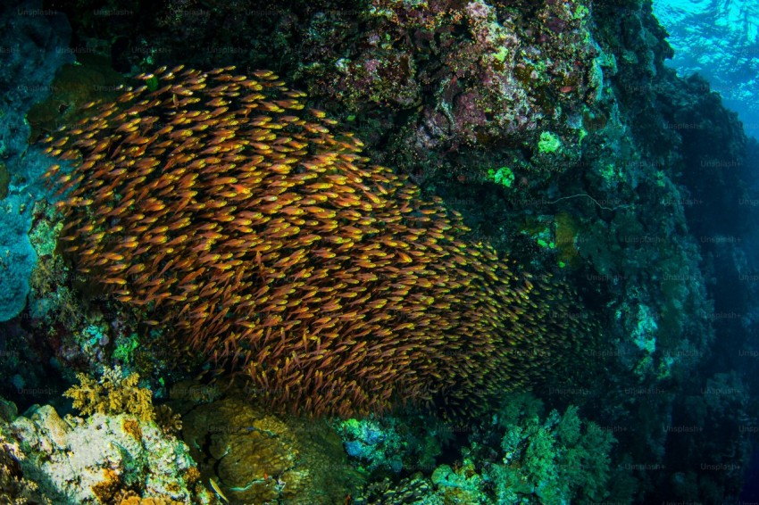 a school of glass fish in red sea