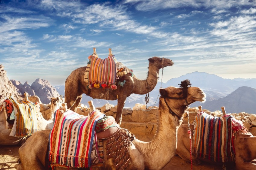 a group of camels sitting on top of a mountain