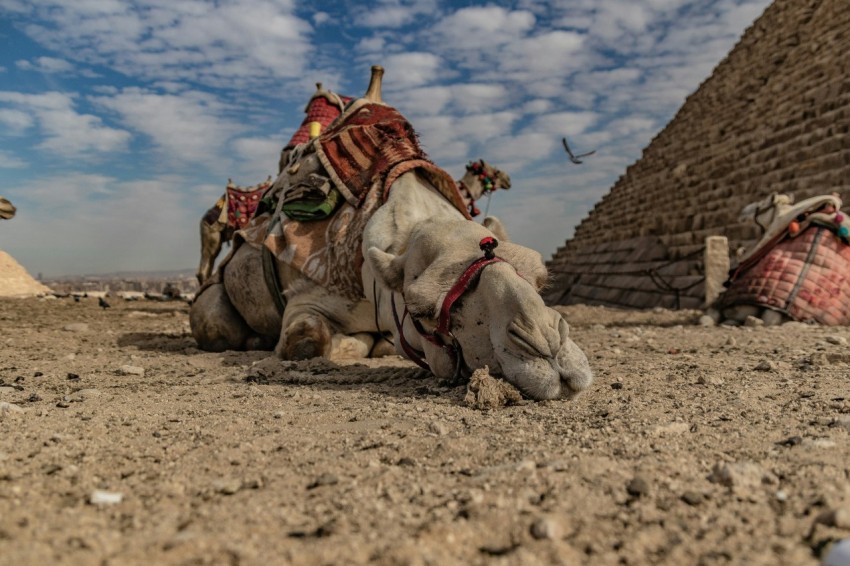 a camel laying on the ground in front of a pyramid