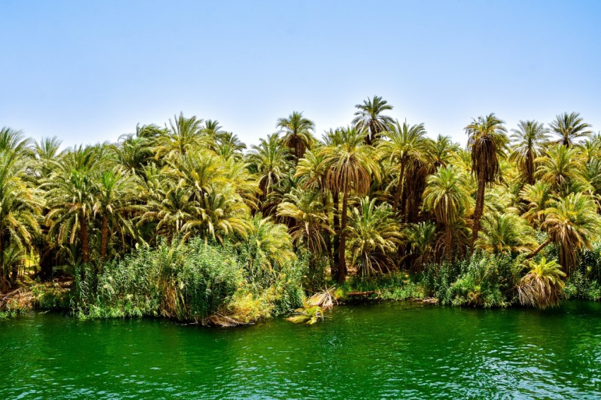 a body of water with trees around it