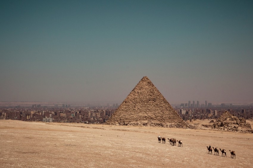 camels near pyramid of egypt during daytime