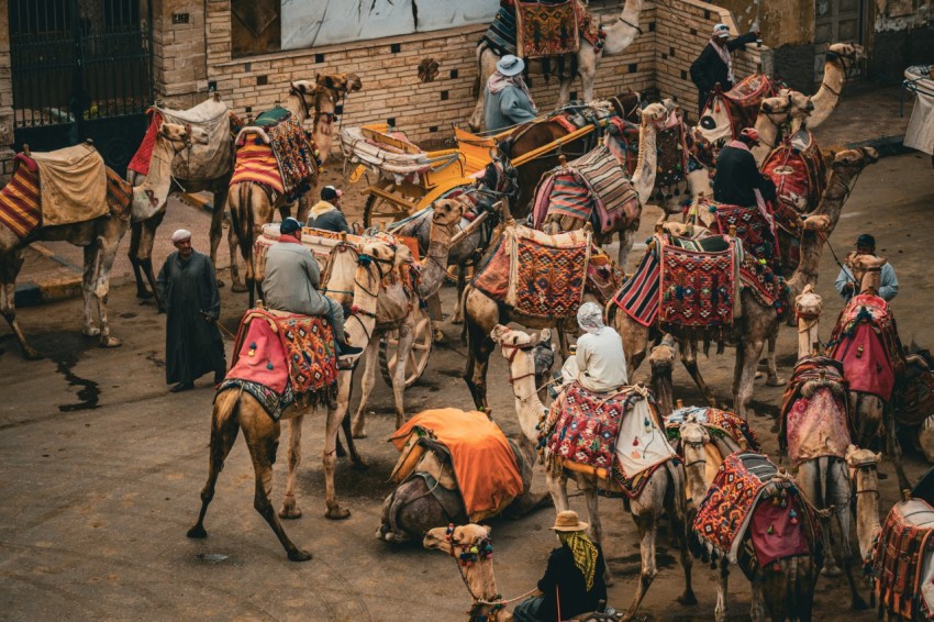 a group of people riding on the backs of camels