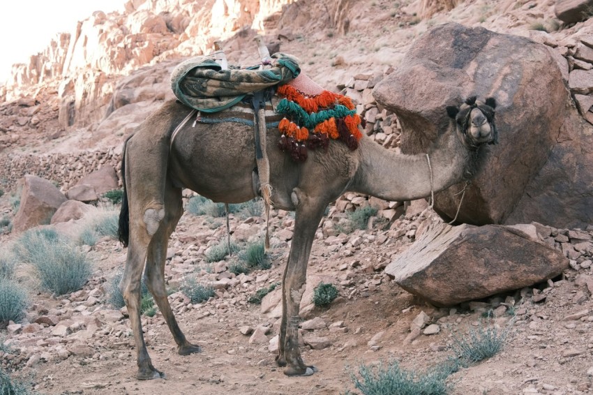 a camel with a saddle on its back