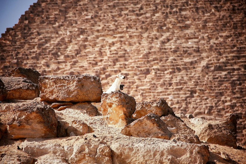 a bird sitting on top of a pile of rocks