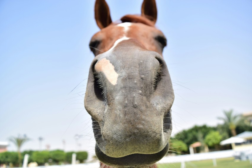 a close up of a horses face with a sky background