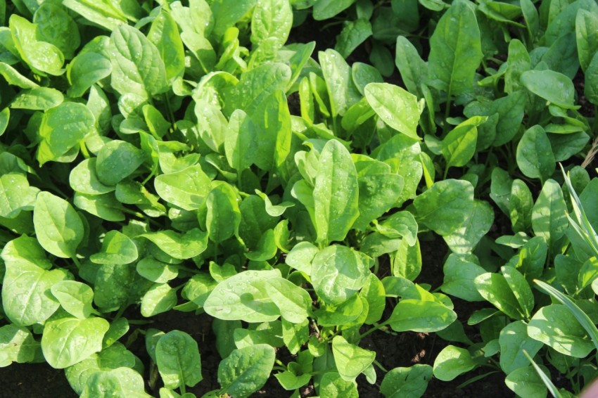 a group of green leaves