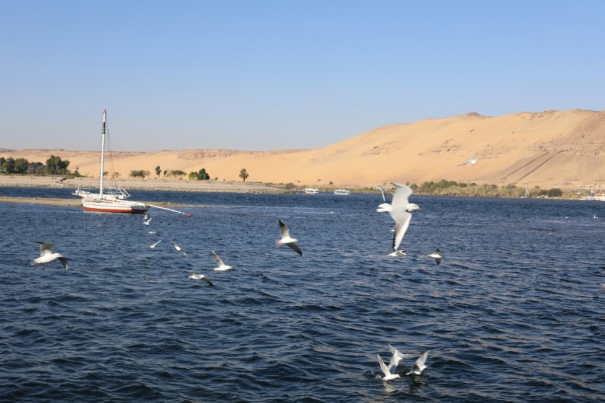 birds flying over water