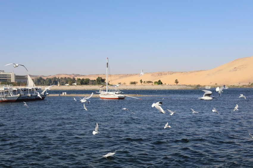 a group of seagulls flying over a body of water