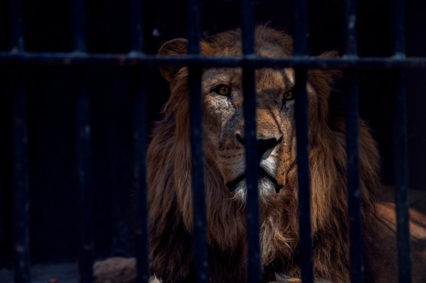 lion in cage during daytime