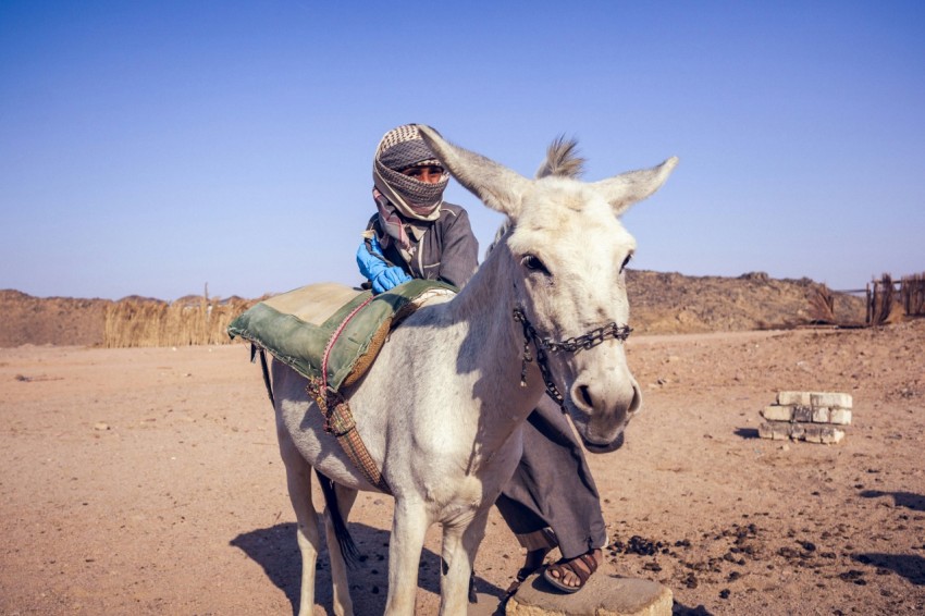 white horse running on brown sand during daytime