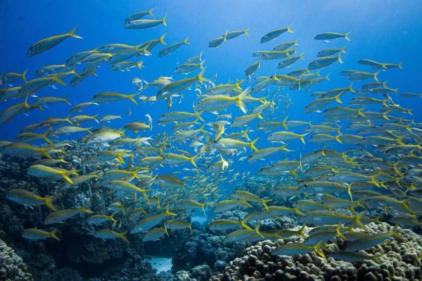 a school of fish swimming in the ocean g38X