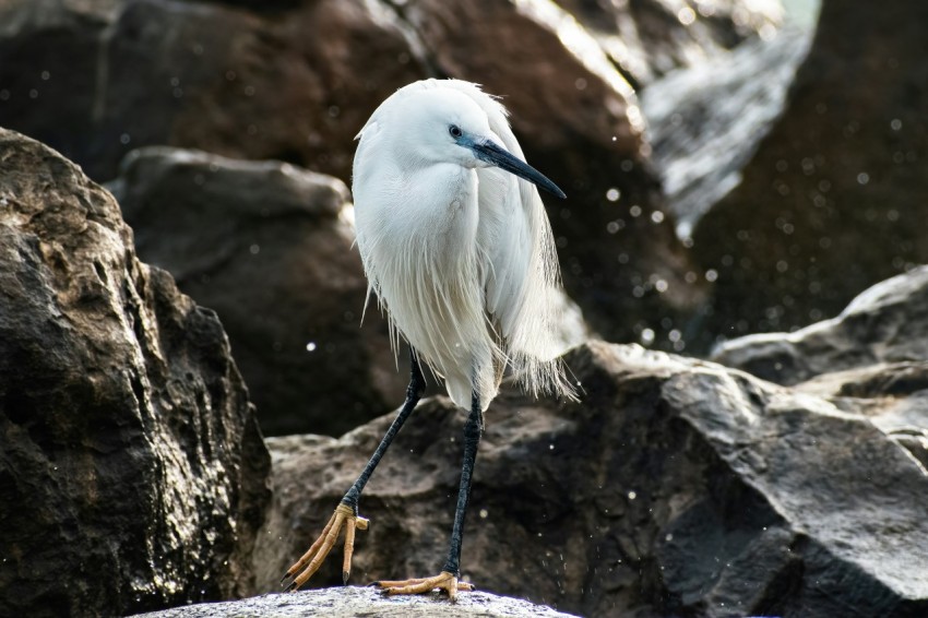 a white bird is standing on a rock