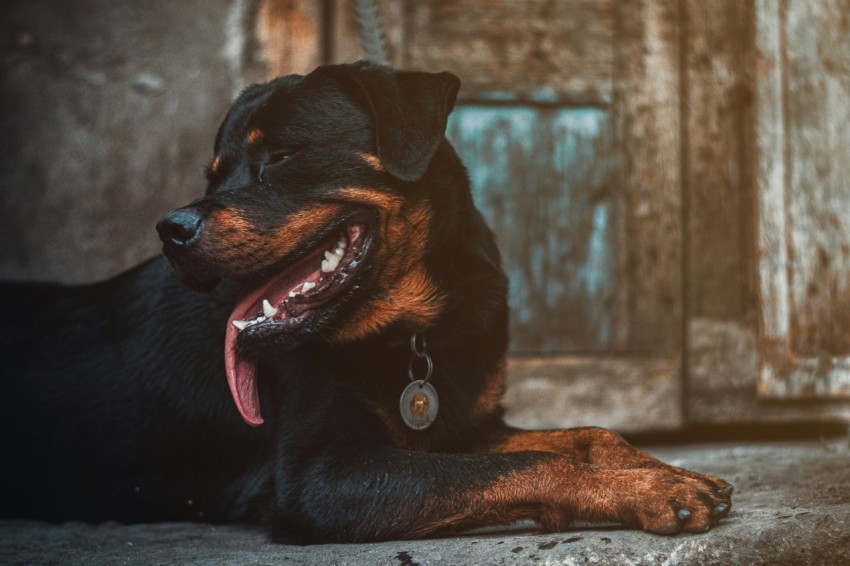 a dog lying on the ground