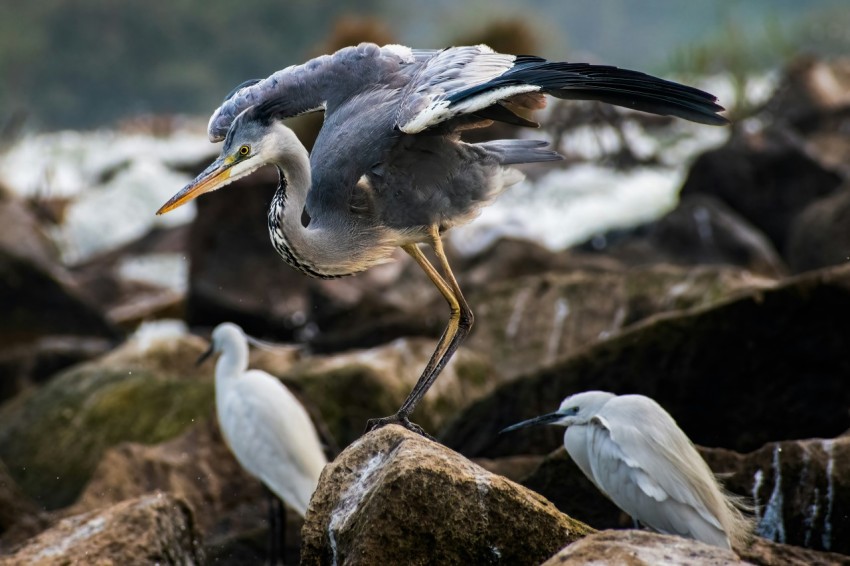 a group of birds that are standing on some rocks