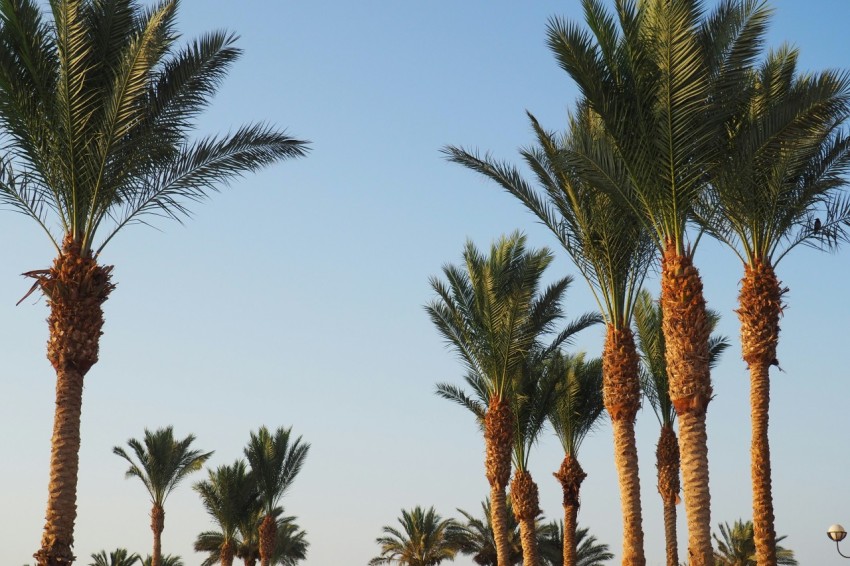 a group of palm trees