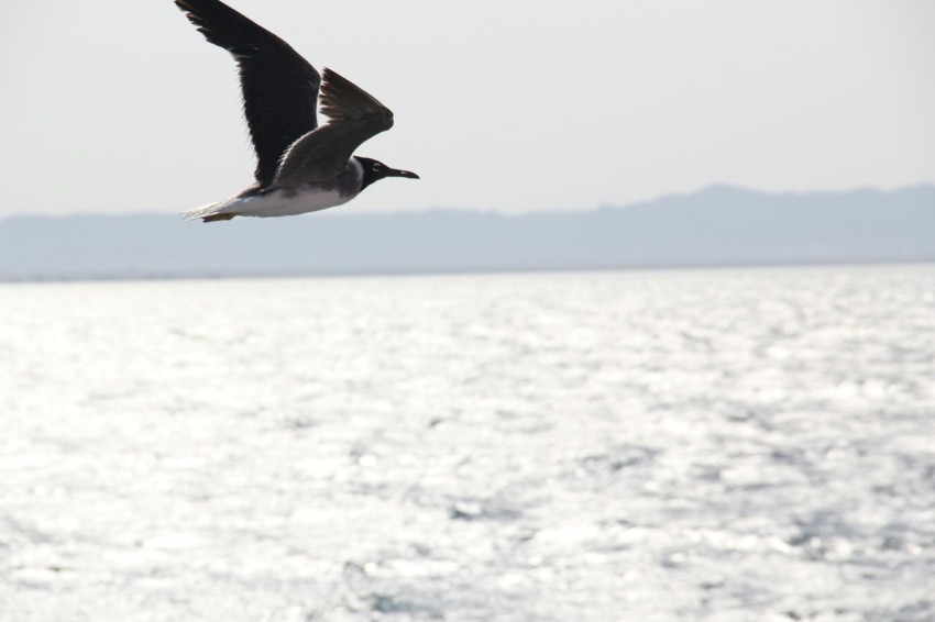 a seagull flying over a body of water