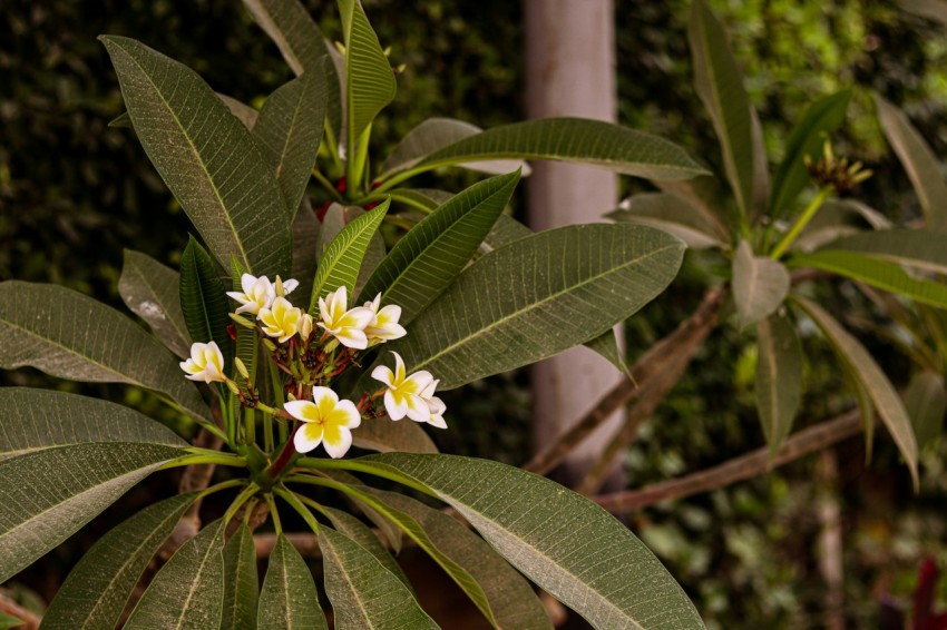 a bunch of flowers that are on a tree KMr