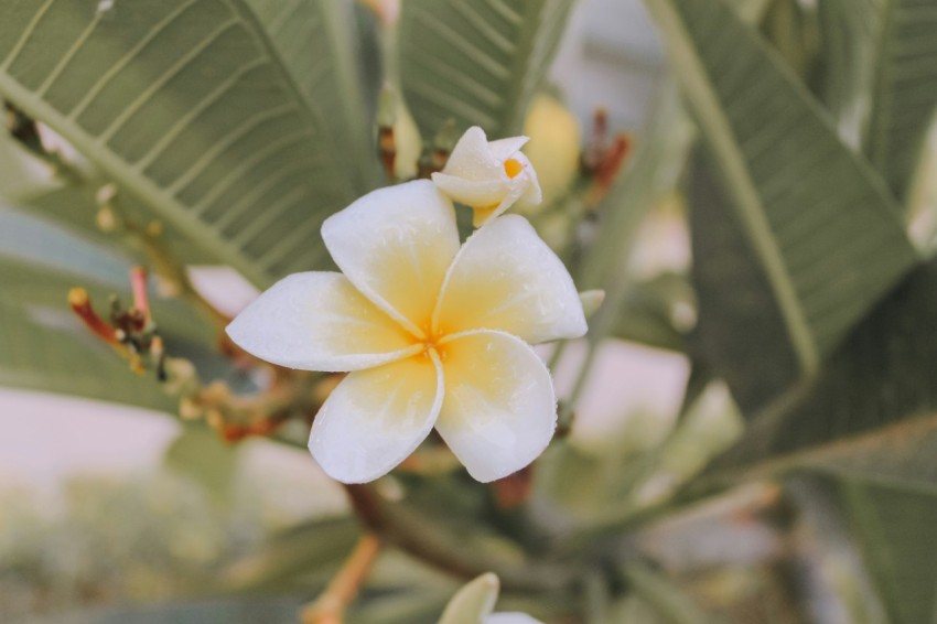 a close up of a flower