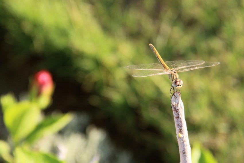 a close up of a dragonfly on a twig