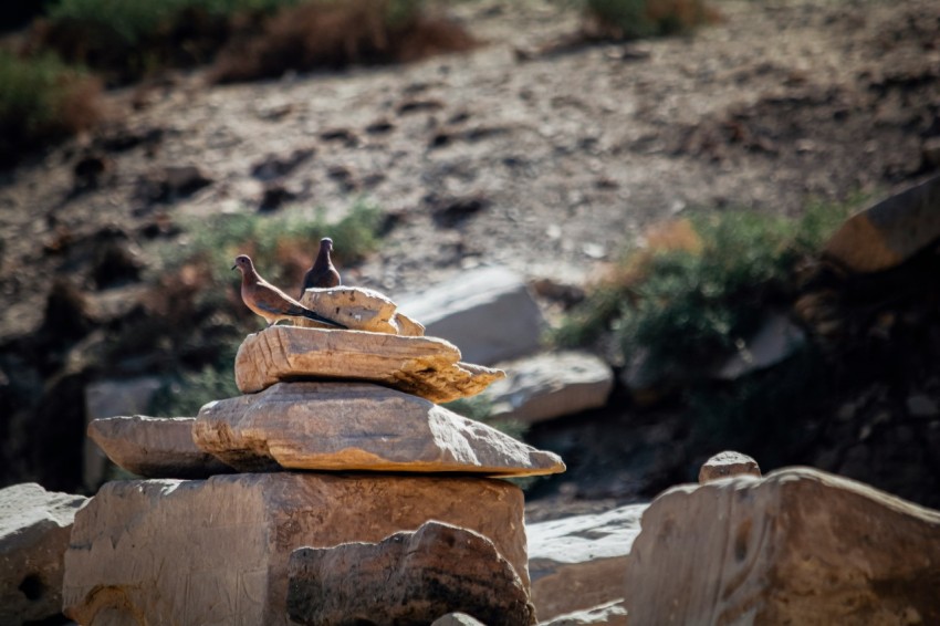 brown bird on brown wooden log during daytime