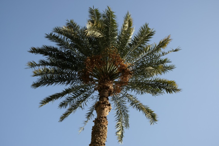 a tree with pine needles