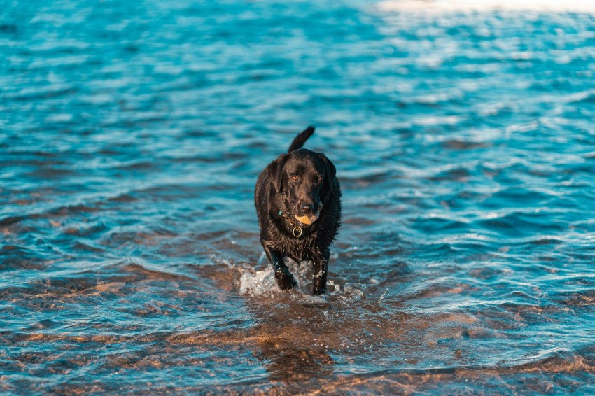 black labrador retriever on water during daytime