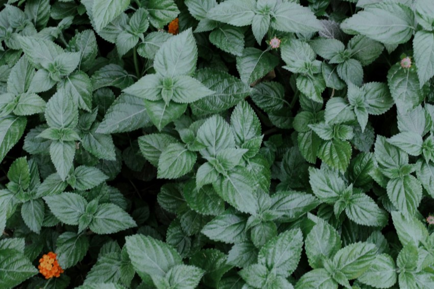 a group of plants with leaves