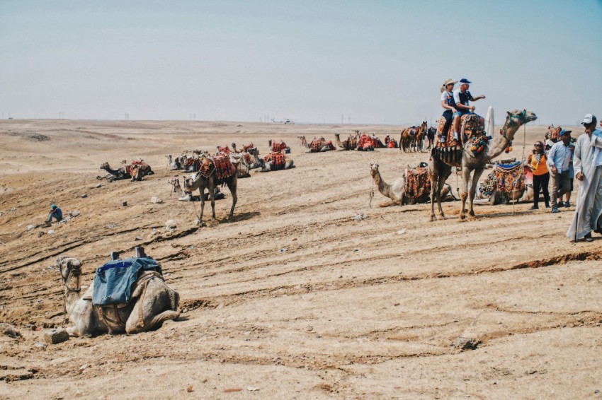 people riding camel on desert