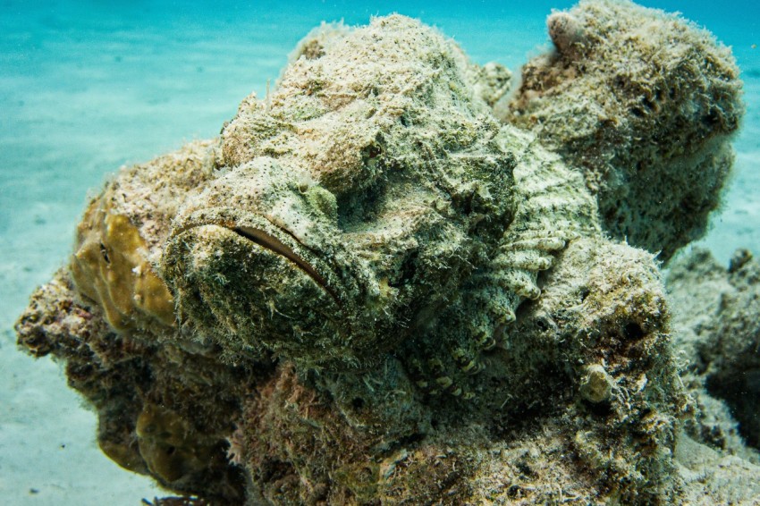 a close up of a sea urchin under water