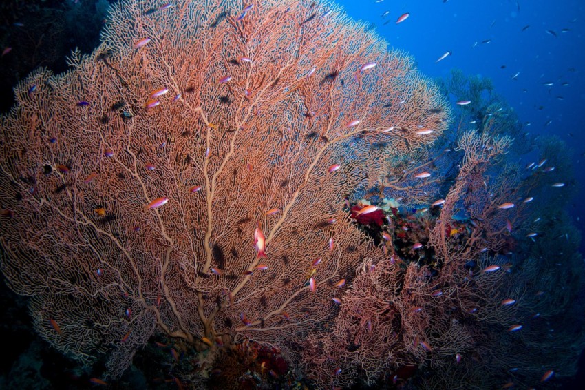 a large group of fish swimming in the water