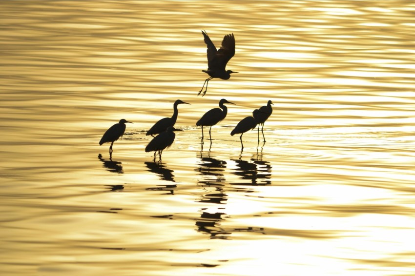 six black long beaked birds on body of water