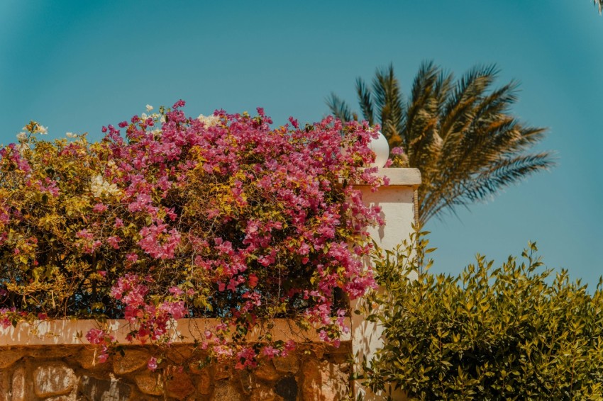 a tree with pink flowers