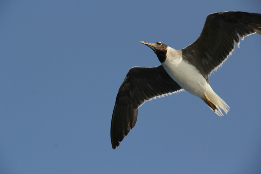 a bird flying in the sky