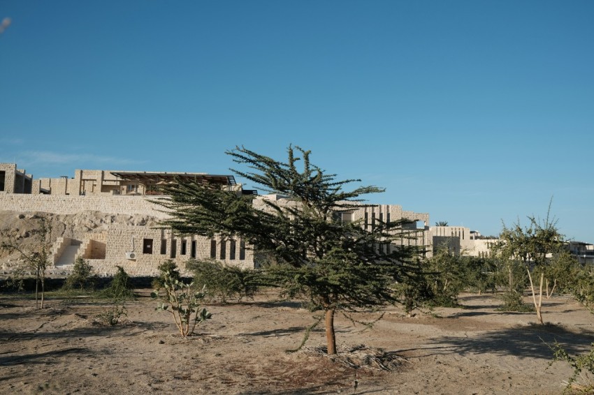 a building with a tree in front of it F_yx9HmQ