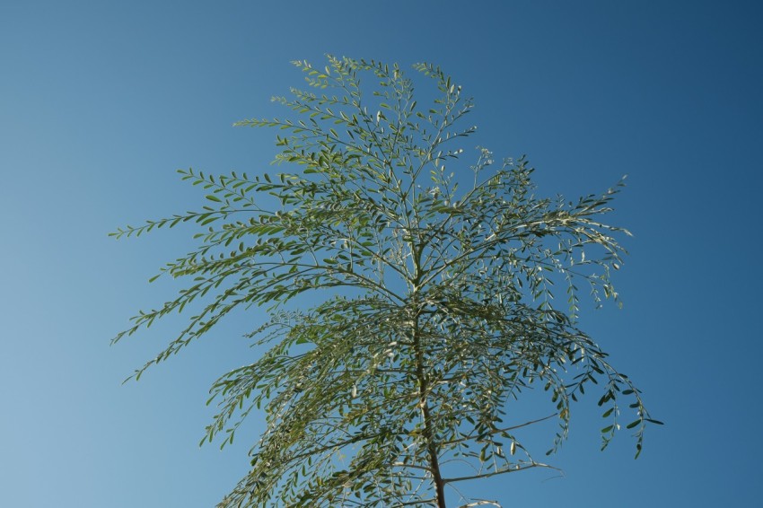 a tree with green leaves against a blue sky bBI