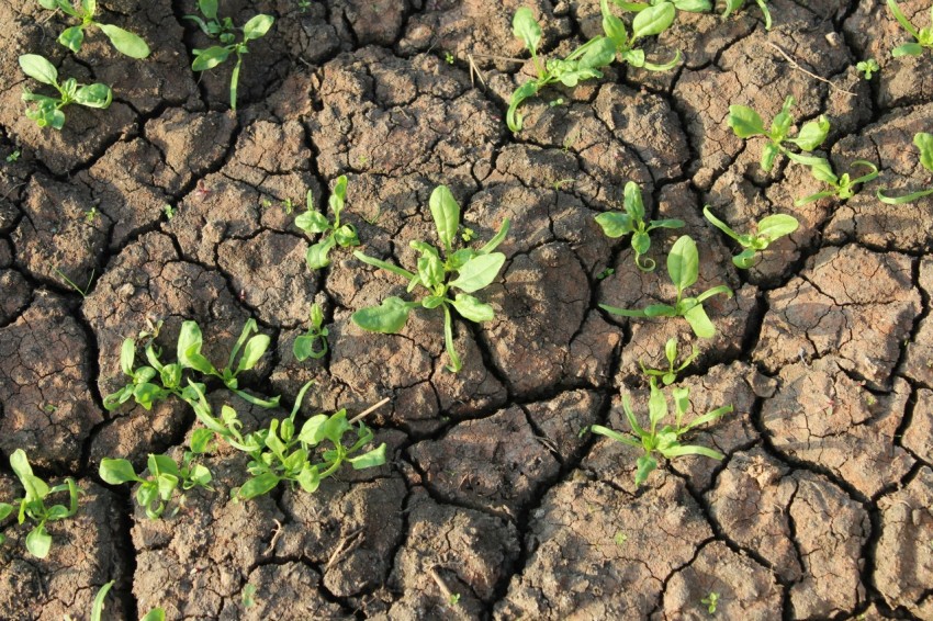 a group of plants growing in the ground