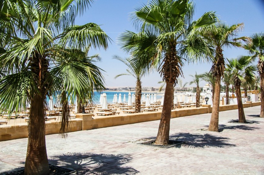 palm trees on beach shore during daytime