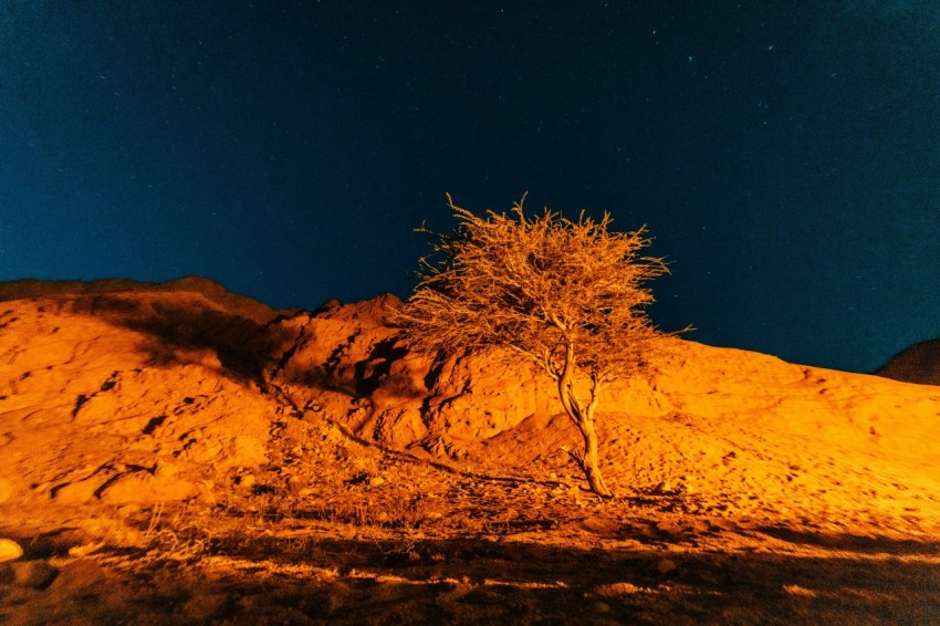 a tree in the desert