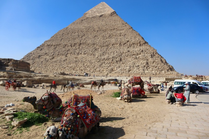 a group of camels sitting in front of a pyramid