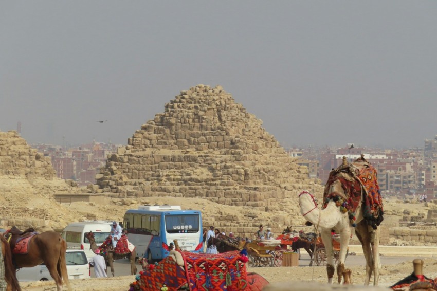 a group of camels and buses in front of a pyramid