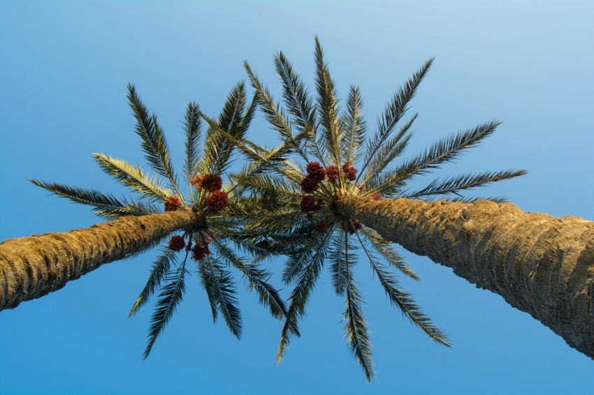 a palm tree with red berries on it