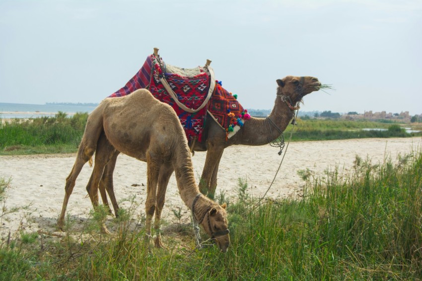 a camel is eating grass on the beach