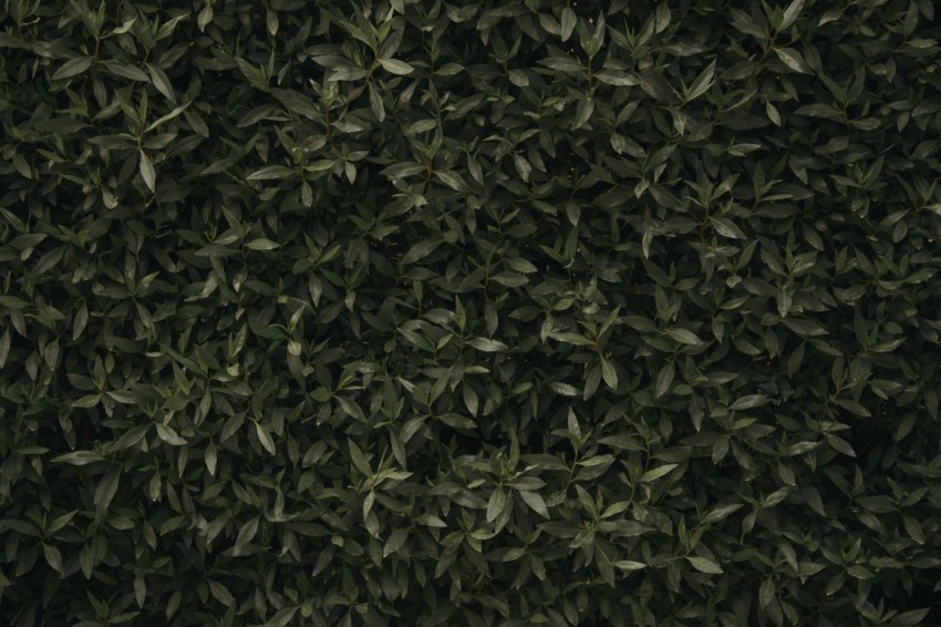 a close up of a bush with green leaves