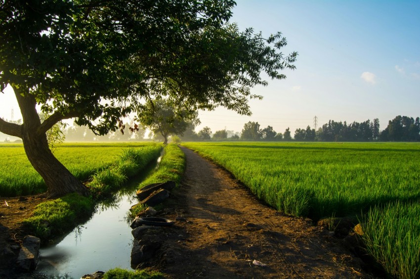 a dirt road going through a green field